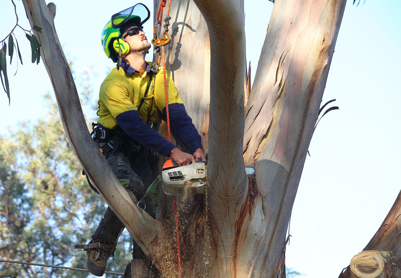 Canberra tree removal in Weston