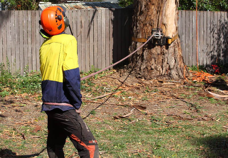 Canberra tree removal in Weston, Jay ready to lower the cut limbs