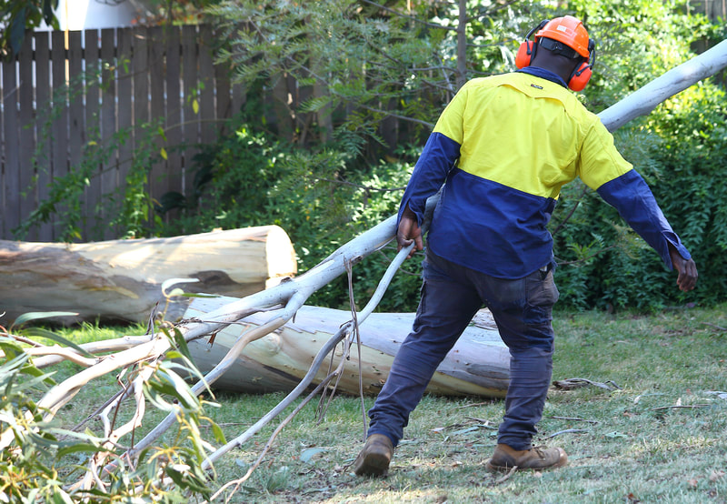 Canberra tree removal in Weston, Franklin dragging foliage