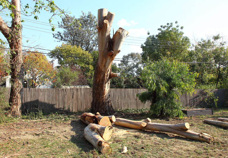 Canberra tree removal in Weston, almost there, 5 meters of solid trunk to go 