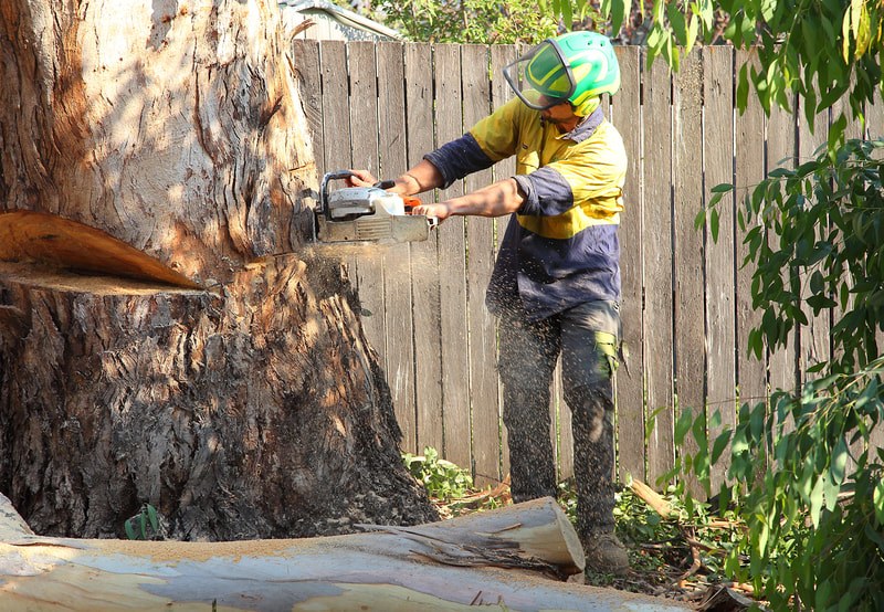 Canberra tree removal in Weston, Isaac making the final cut
