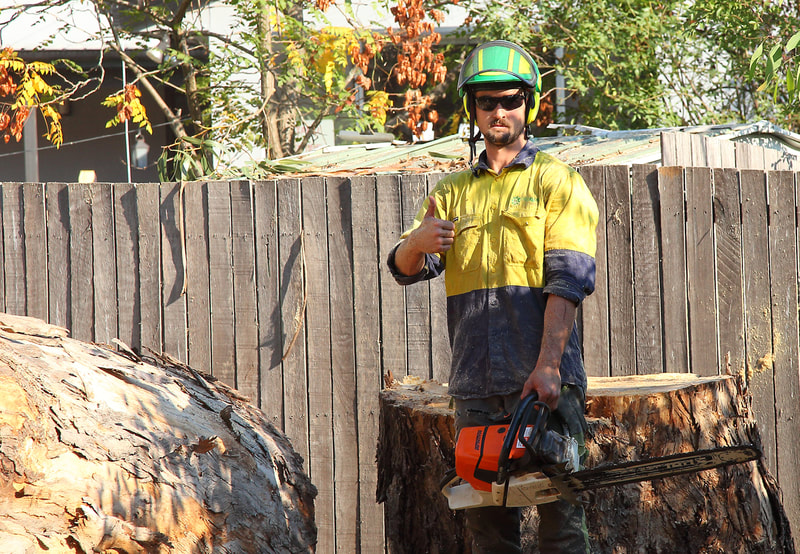 Canberra tree removal in Weston, Isaac – thumbs up, job done!