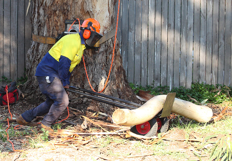 Canberra tree removal in Weston, Franklin pushing a large limb