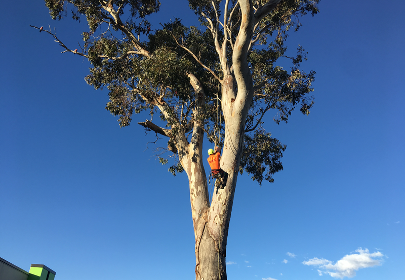 Habitat tree Canberra – Pro Arb Trees