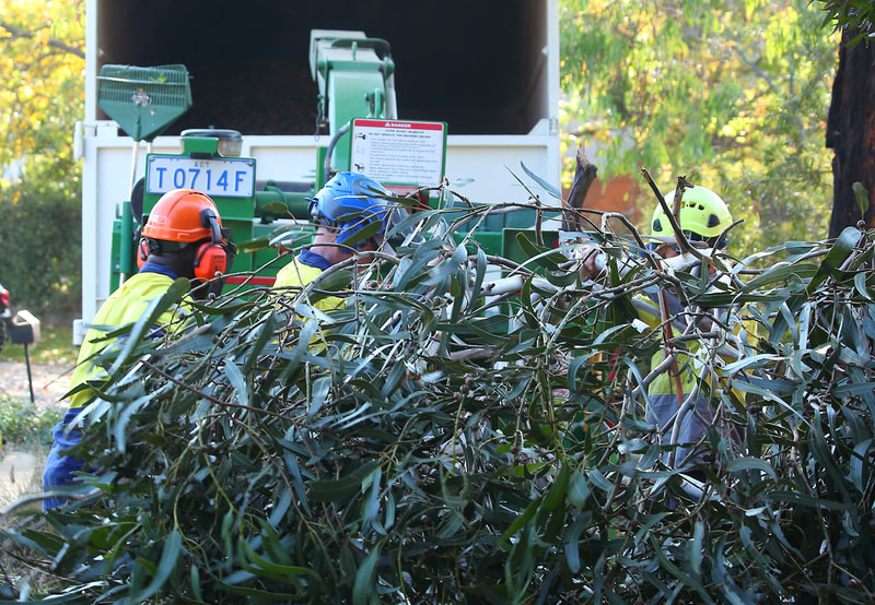 Canberra tree removal in Weston, foliage going through the chipper