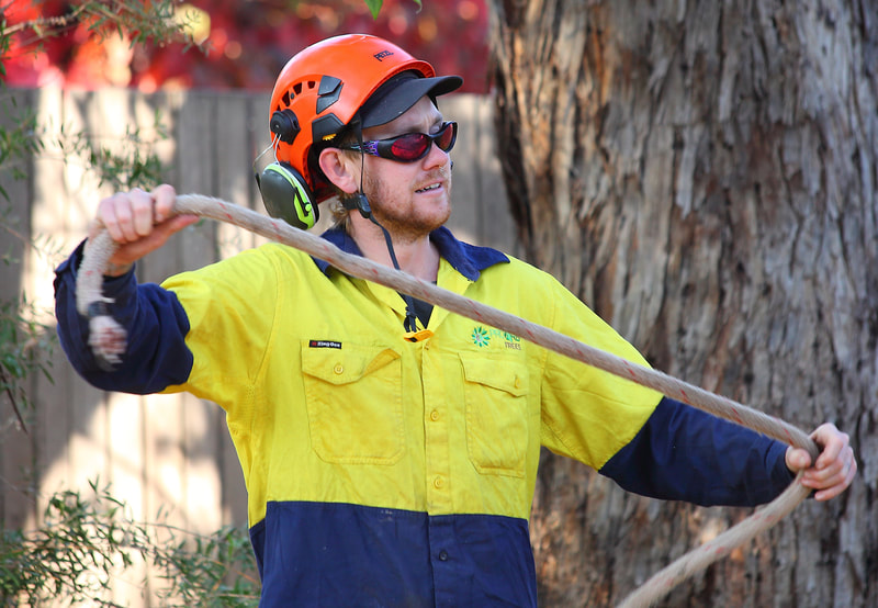 Canberra tree removal in Weston, Jay prepping the lowering rope