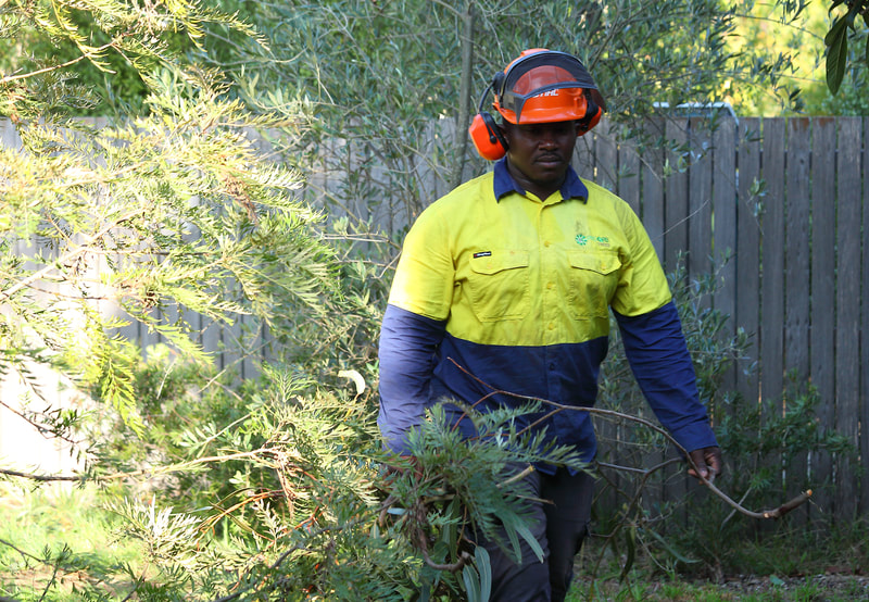 Canberra tree removal in Weston, Frankie dragging foliage