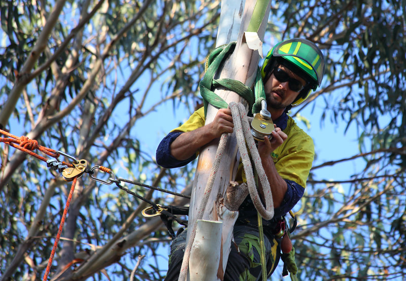Canberra tree removal in Weston, Isaac securing limb with the lowering rope