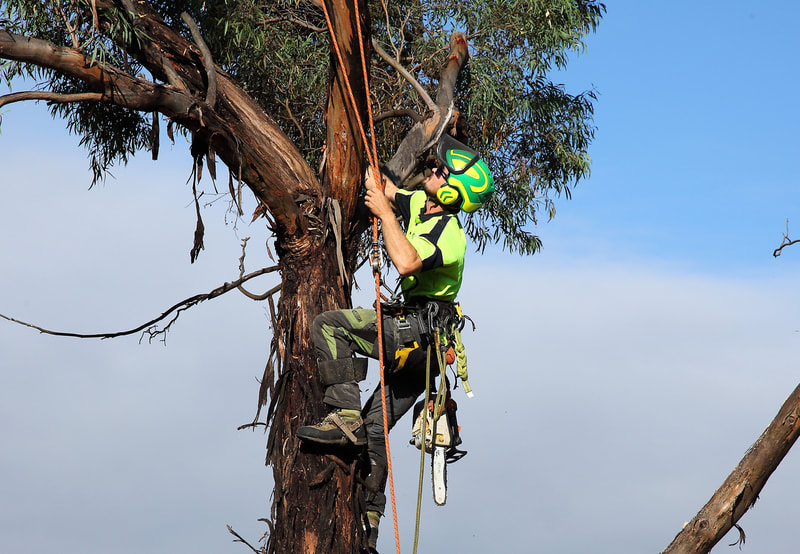 Tree climbing, finding the high point. Canberra tree removal.