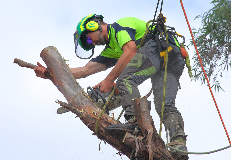 Tree climber cutting a tree limb. Removing trees in Canberra.