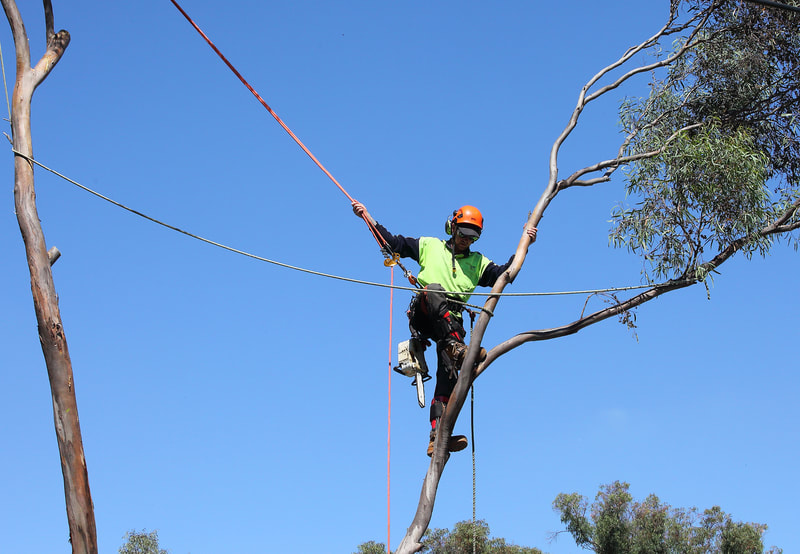 Safety harness, tree climber removing a tree