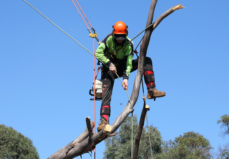 Tree climber lowering a limb