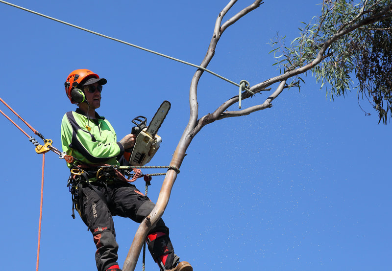 Cutting a tree limb, roped, ready for lowering