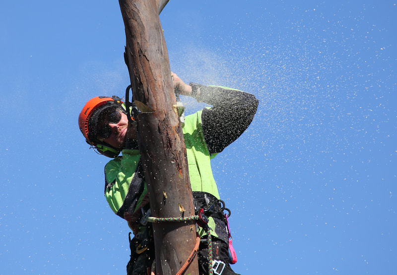 Chainsawing the tree trunk.