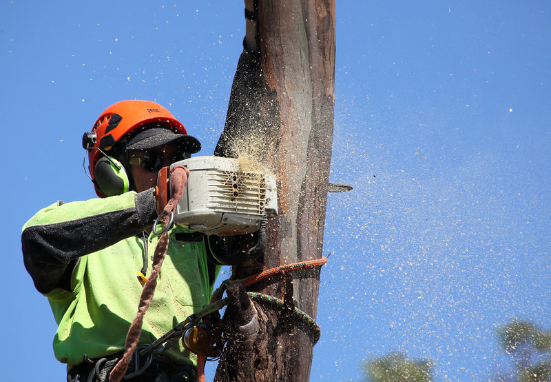 Flying saw dust, Canberra tree specialist