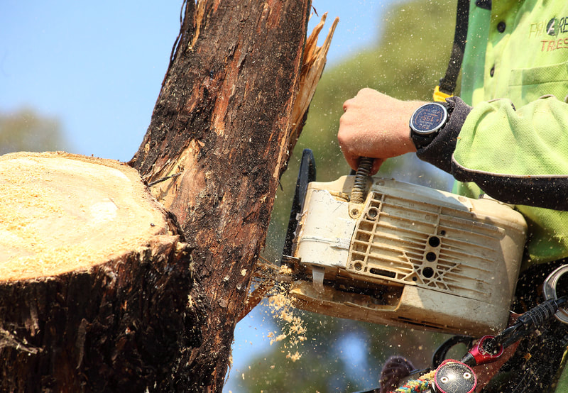 closeup of the chainsaw, sawing the base of the trunk 