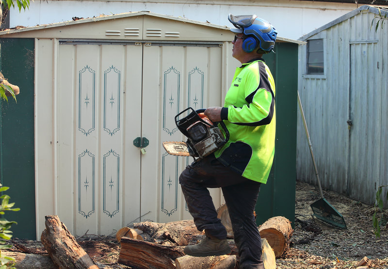 time for the bigger saw. large tree removal in Kambah, Canberra