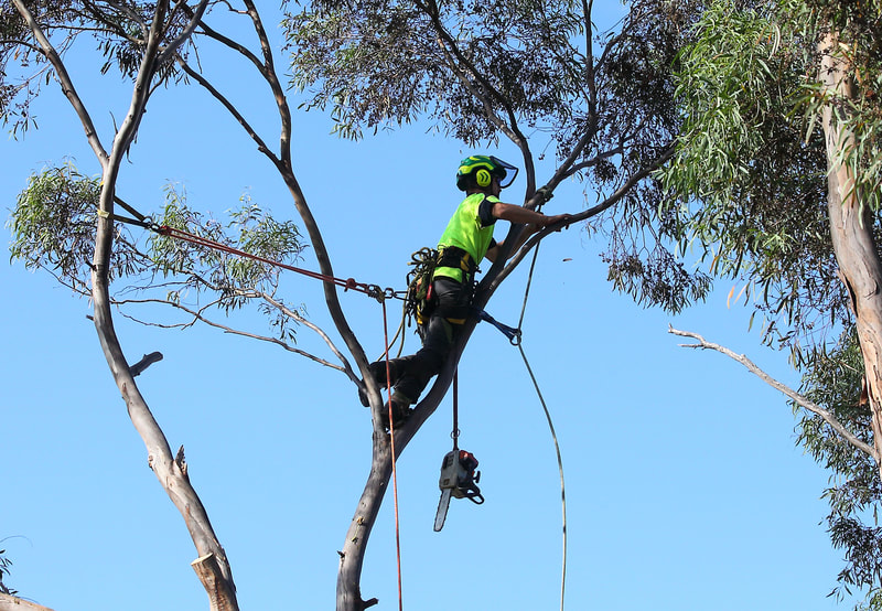 Tree climber with safety harness in Canberra