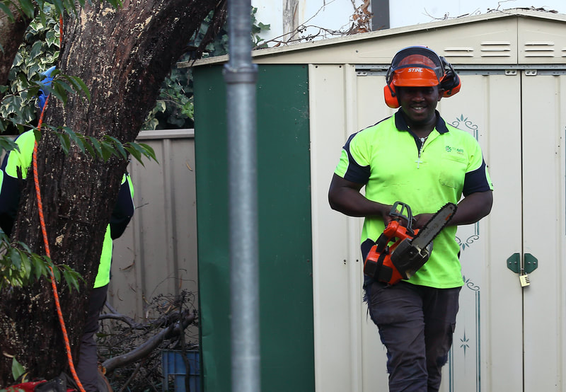 Franklin on the saw, Canberra tree removals