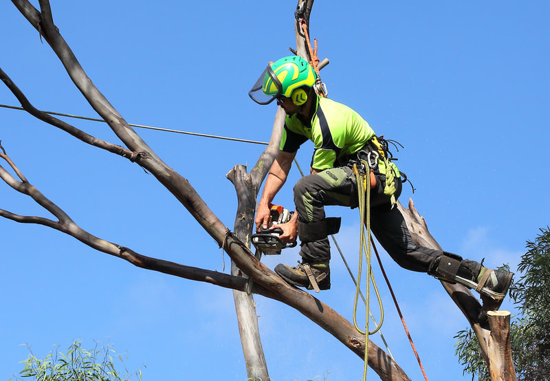 Tree climber, balancing act