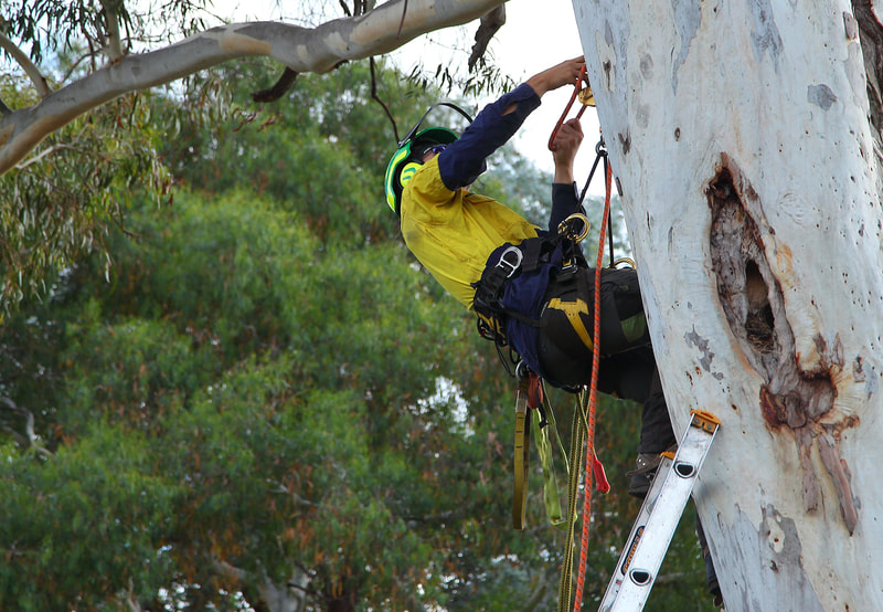 Canberra Tree removal specialists – EVO Energy accredited