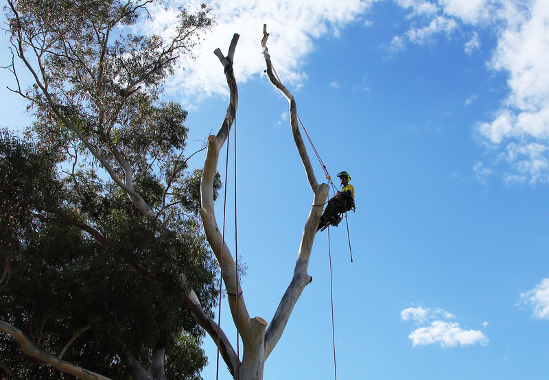 Canberra Tree removal specialists – EVO Energy accredited – tree climbing specialists