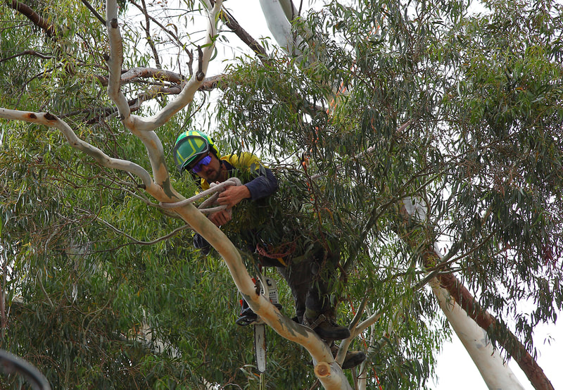 Canberra Tree removal specialists – EVO Energy accredited – tree climbing specialists