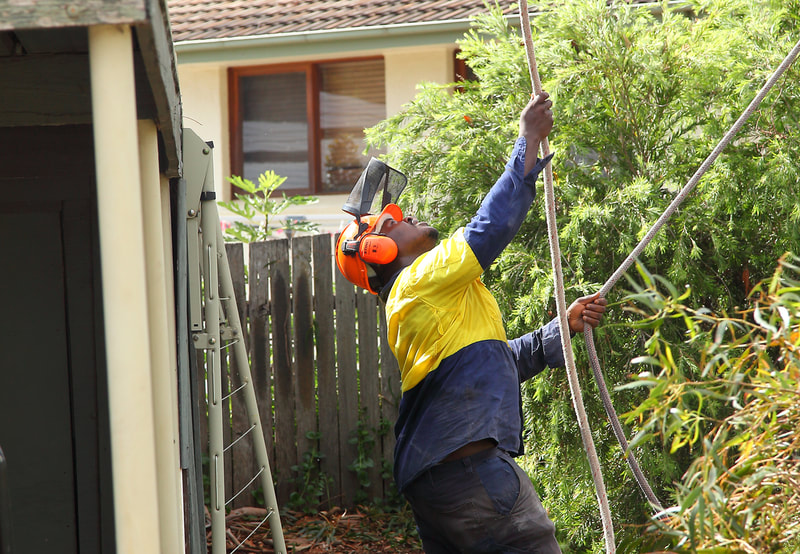 Canberra Tree removal specialists – EVO Energy accredited – rigging system