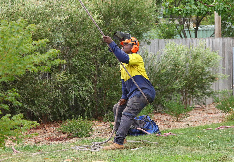 Canberra Tree removal specialists – EVO Energy accredited – lowering large tree limbs