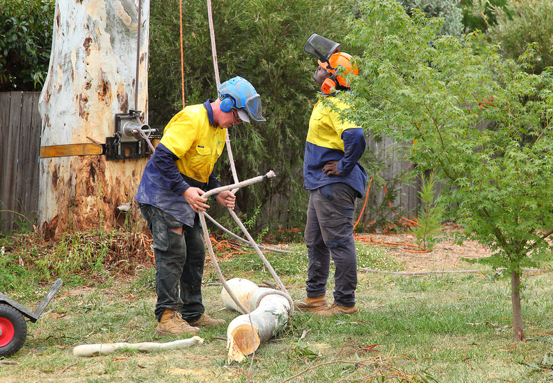 Canberra Tree removal specialists – EVO Energy accredited – untying the lowered limb
