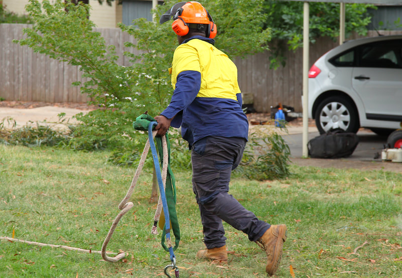 Canberra Tree removal specialists – rigging system