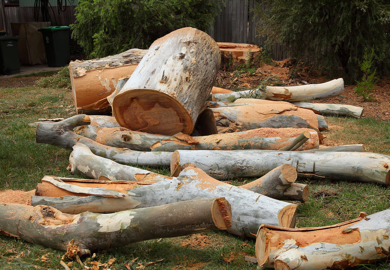 Canberra Tree removal specialists – logs ready for the chipper