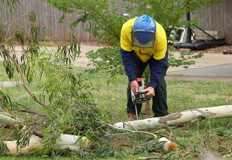 Canberra Tree removal specialists – EVO Energy accredited