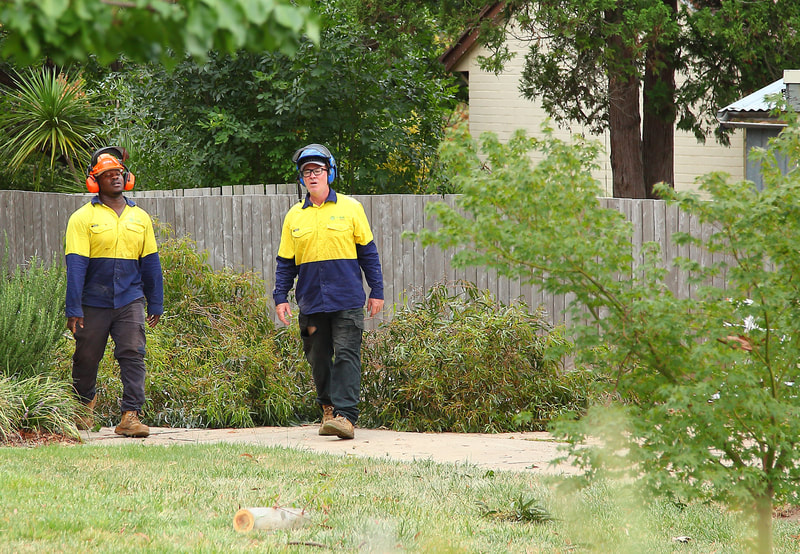 Canberra Tree removal specialists – EVO Energy accredited – ground crew