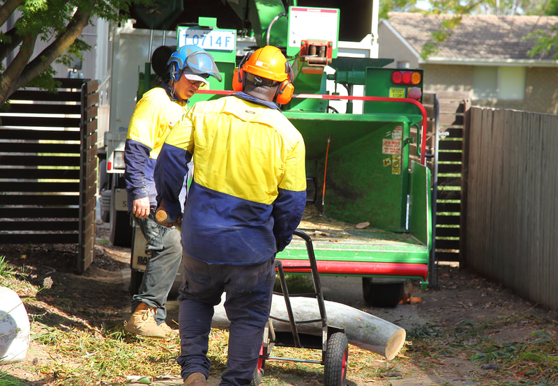 Canberra Tree removal specialists – log chipping
