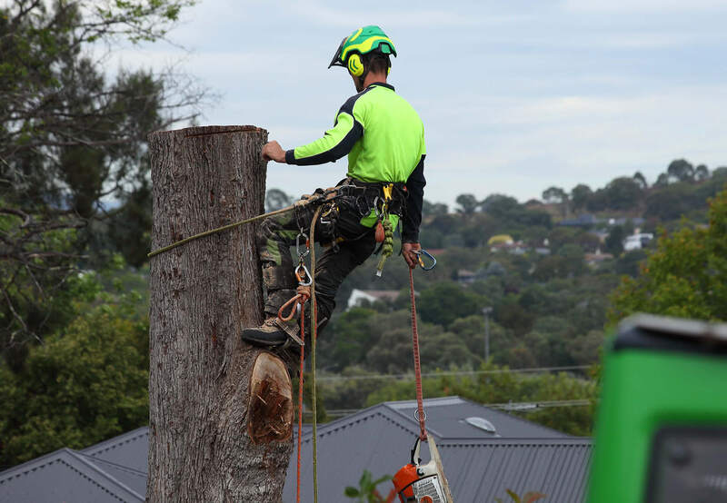 Working down the trunk, Canberra tree removal specialists