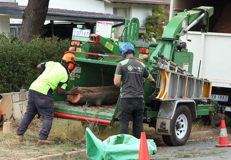 Chipping logs – Pro Arb Trees, Canberra Tree removalists