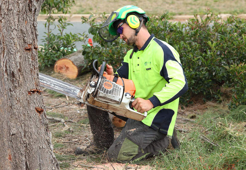 Chopping the base of the trunk, preparing for the stump grinder – Pro Arb Trees