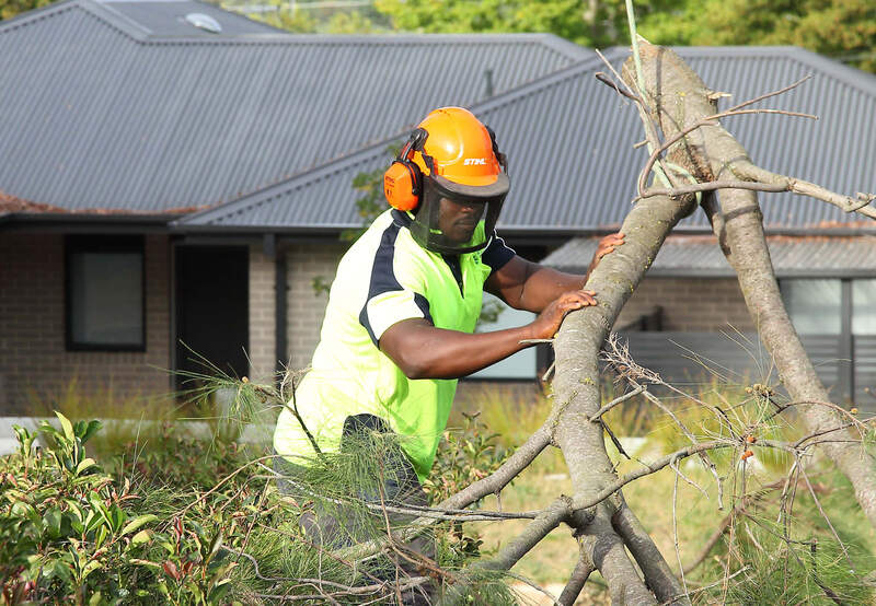 Pro Arb Tress - Canberra tree removal specialists