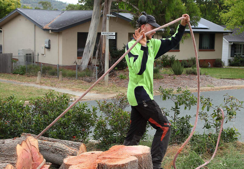 Prepping to remove the stump – Pro Arb Trees, Canberra Tree Specialists