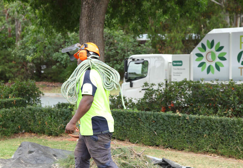 Pro Arb Trees – Canberra Tree removing specialists