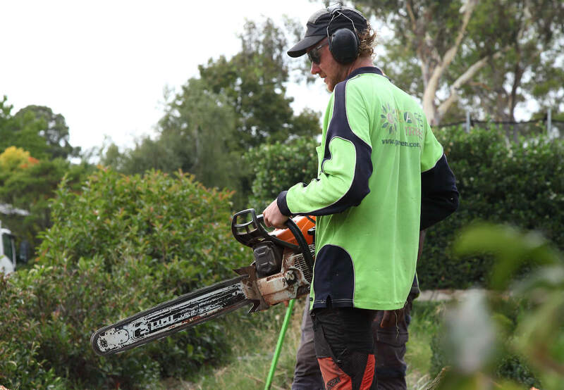 Pro Arb Trees, using Still Chain saws – Canberra Tree Removalists