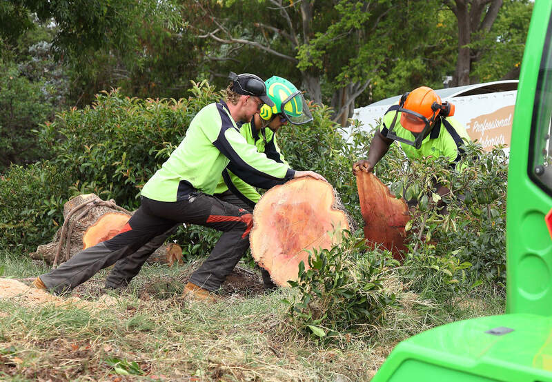 Working hard, pushing logs around. Pro Arb Trees – Canberra Tree Removalists