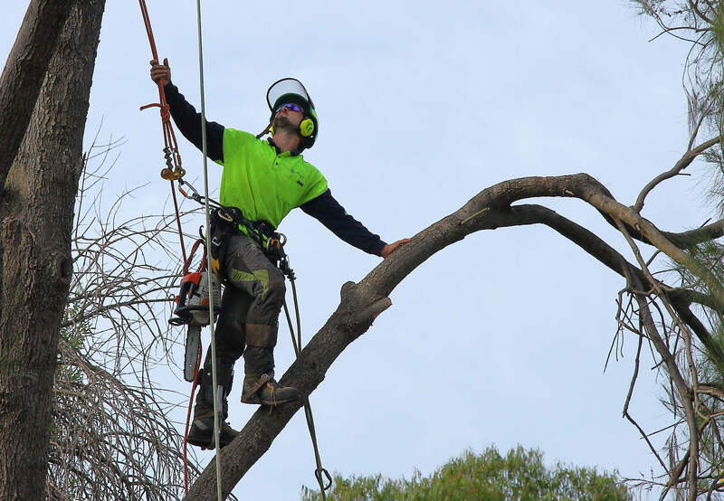 Climbing trees in Canberra to remove them safely