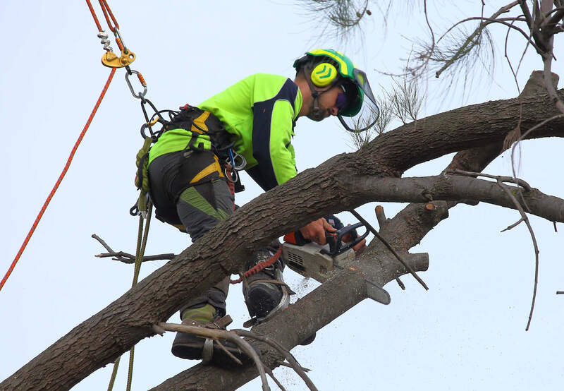 Canberra tree removal specialists – removing a tree limb