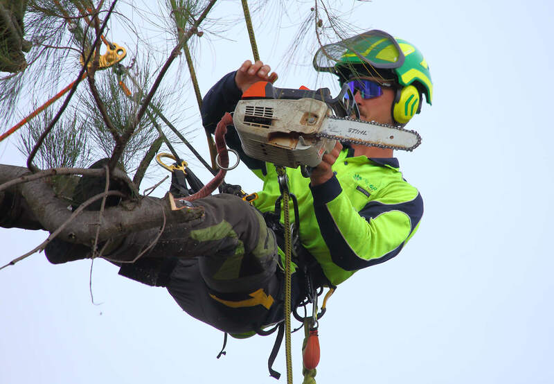 Tree climber, safely harnessed in. Pro Arb Tree, Canberra tree removalists