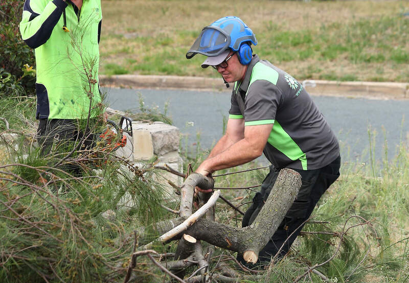 Green waste - Tree removal in Canberra