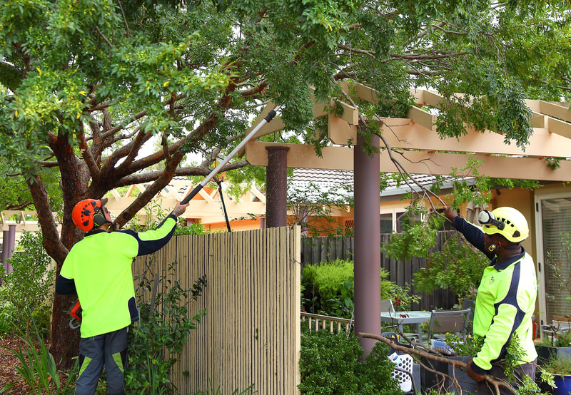 Canberra Tree lifting, clearing low hanging branches to make easier access