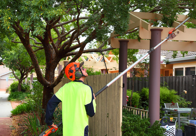 Tree pruning – trimming low hanging branches to make easier access