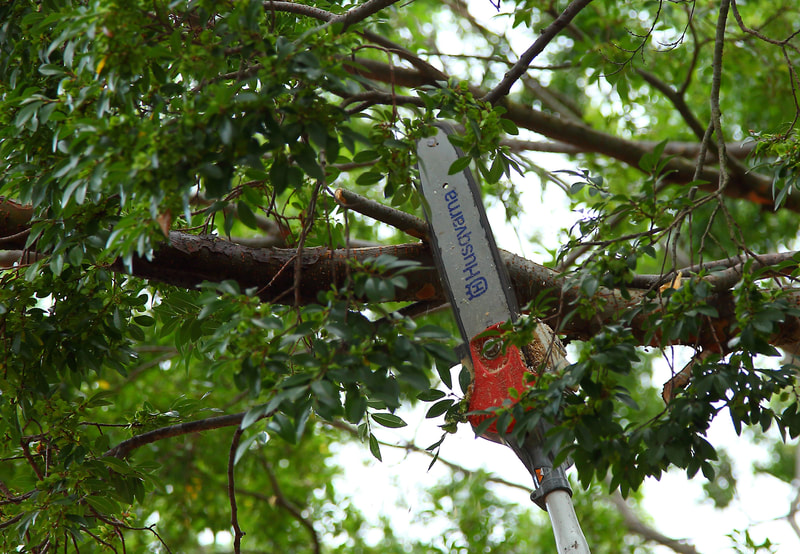 Pole saw, trimming low hanging branches